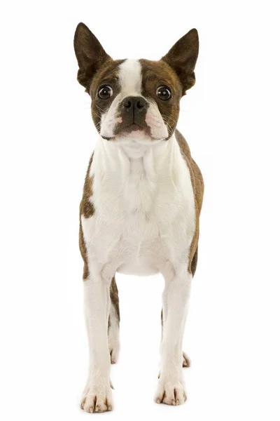 Boston Terrier Dog Mot Vit Bakgrund — Stockfoto