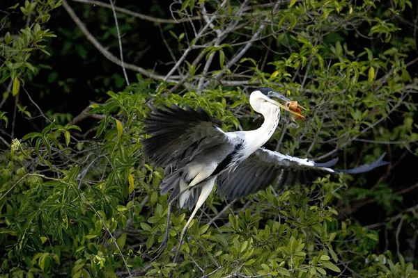Heron Bílým Krkem Ardea Kakao Dospělý Letu Rybou Zobáku Los — Stock fotografie