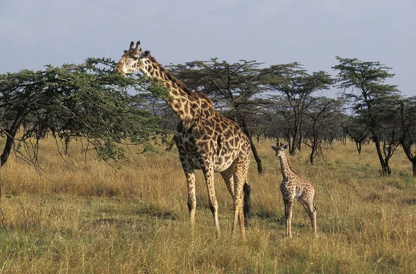 Masai Giraffe Żyrafa Camelopardalis Tippelskirchi Matka Cielę Masai Mara Park — Zdjęcie stockowe