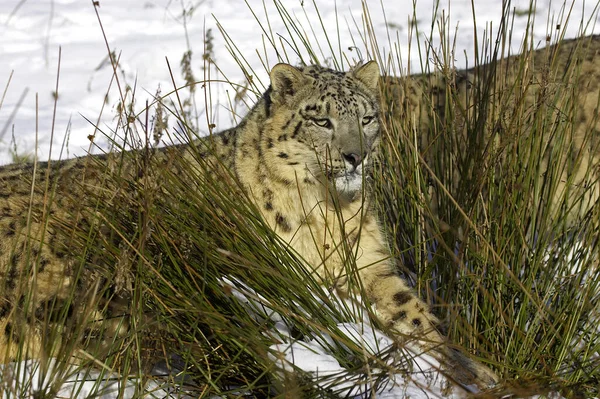 Snow Leopard Vagy Ounce Uncia Uncia — Stock Fotó