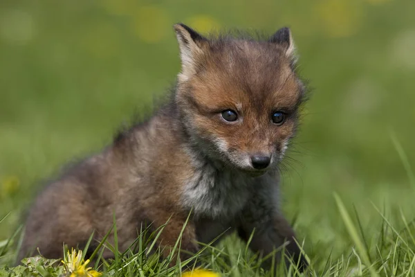 Red Fox Sępy Sępy Cub Stojący Kwiatach Normandia — Zdjęcie stockowe