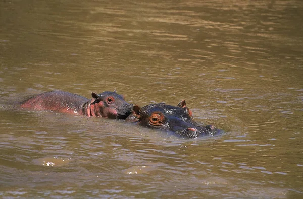 Hippopotamus Nijlpaard Amfibie Moeder Kalf Rivier Masai Mara Park Kenia — Stockfoto