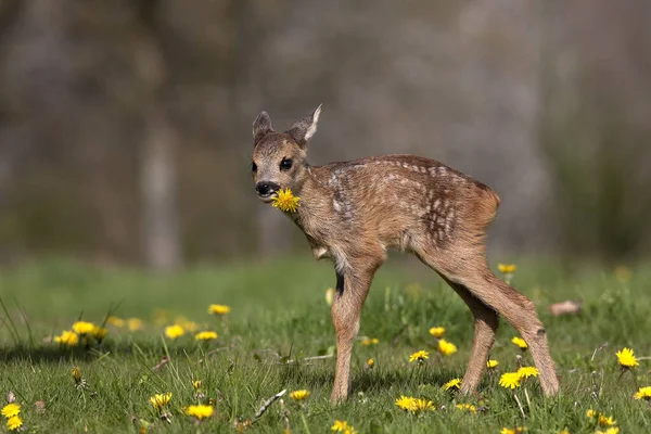 Rådjur Capreolus Capreolus Vinka Med Blommor Äta Maskros Normandie — Stockfoto