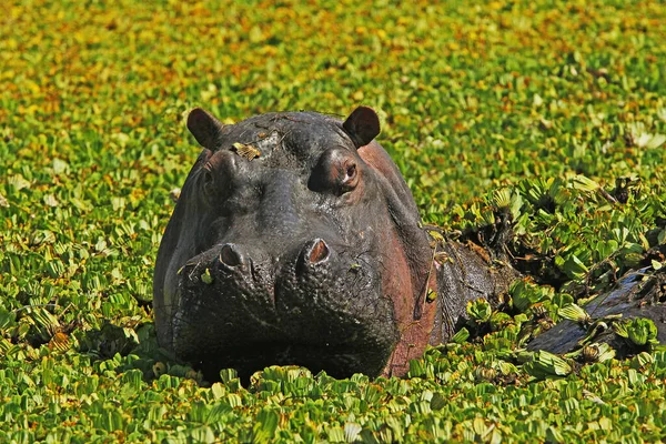 Hippopotamus Hippopotamus Amphibius Adult Standing Swamp Full Water Lettuce Masai — стокове фото