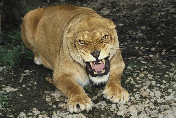 African Lion Panthera Leo Female Snarling — Stock Photo, Image