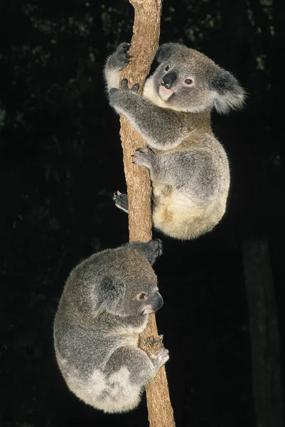Koala Phascolarctos Cinereus Hänger Från Grenen — Stockfoto