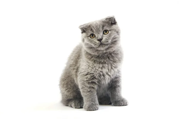 Blue Scottish Seguinte Doméstico Cat Meses Idade Kitten Contra Branco — Fotografia de Stock