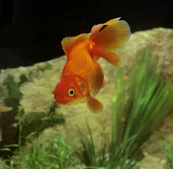 Ryukin Goldfish Aurato Carassius — Fotografia de Stock