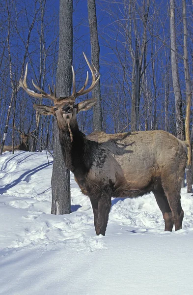 Rocky Mountain Elk Rocky Mountain Wapiti Cervus Canadensis Nelsoni Stag — Stock Photo, Image