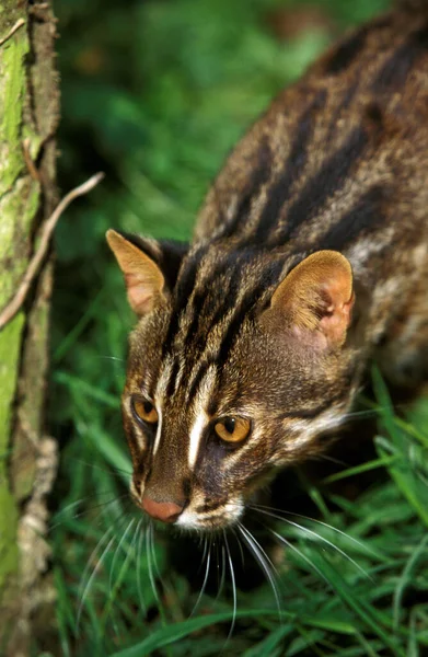 Amur Leopard Cat Siberian Leopard Cat Prionailurus Bengalensis Euptilura — Foto Stock