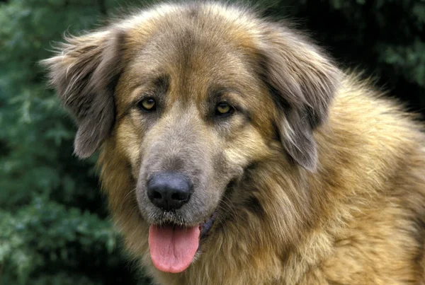 Cao Serra Estrela Portekiz Dağ Köpeği Portre — Stok fotoğraf