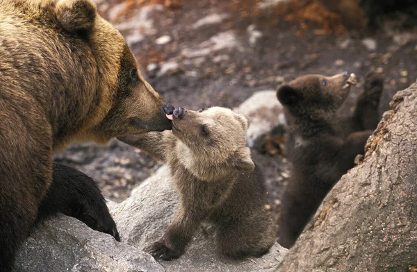 Brown Bear Ursus Arctos Mother Cub Licking — Stock Photo, Image