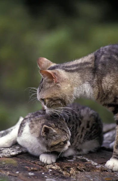 American Wirehair Εγχώρια Γάτα Μητέρα Και Γατάκι — Φωτογραφία Αρχείου