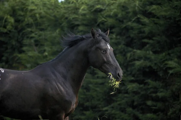 Appaloosa Cavalo Comendo Grama — Fotografia de Stock