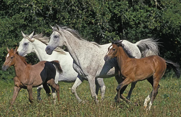 Cavalo Árabe Rebanho Com Mares Potros — Fotografia de Stock