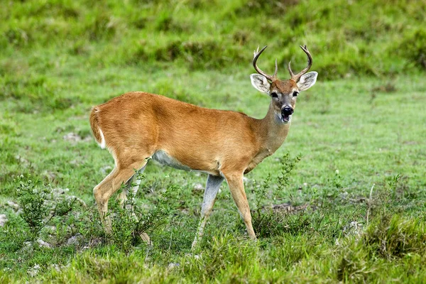 Белохвостый Олень Odocoileus Virginianus Мужчина — стоковое фото