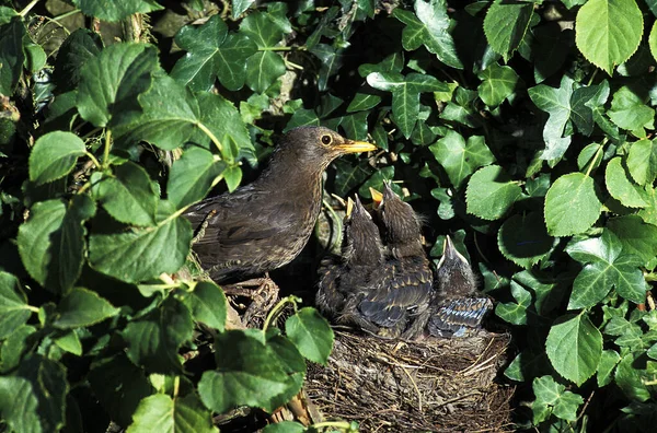Blackbird Turdus Merula Adult Feeding Chicks Nest Normandia — Fotografie, imagine de stoc