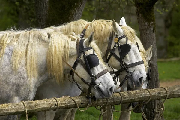 Percheron Draft Horses Egy Francia Fajta Hajhálóval — Stock Fotó