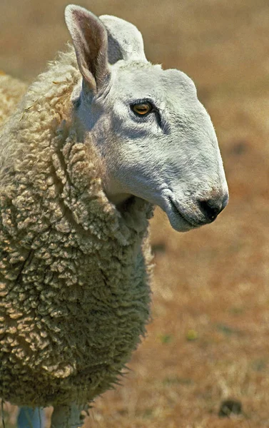 Бордер Лестер Домашние Овцы — стоковое фото