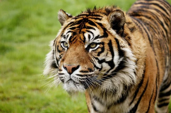 Sumatra Kaplanı Panthera Tigris Sumatrae Portre — Stok fotoğraf