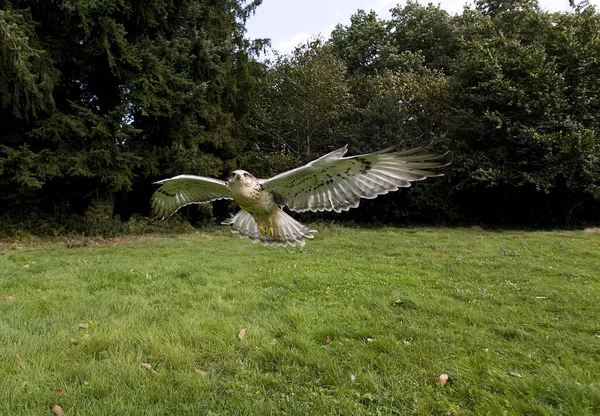 Ferruginous Hawk Buteo Regalis Repülő Felnőtt — Stock Fotó