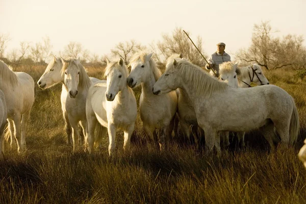 站在法国南部Camargue沼泽的Camargue Horse Herd Standing Swamp Saintes Marie Mer — 图库照片