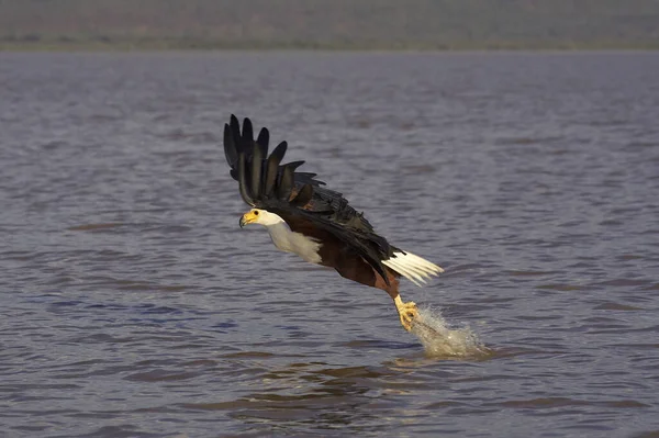 Águila Pescadora Africana Haliaeetus Vocifer Adulto Vuelo Pesca Lago Baringo — Foto de Stock