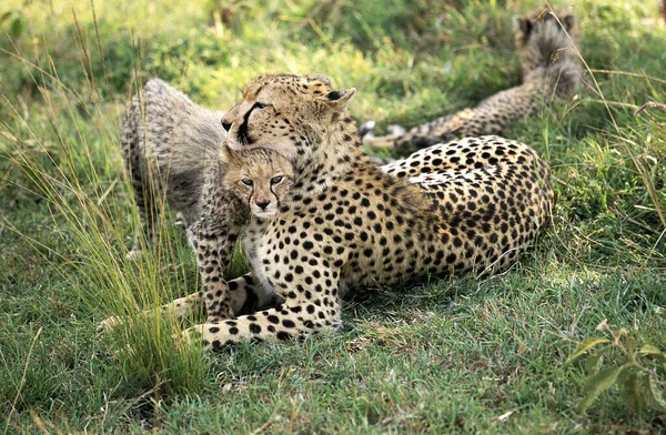 Cheetah Acinonyx Jubatus Mère Petit Masai Mara Park Kenya — Photo