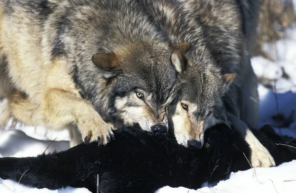 North American Grey Wolf Canis Lupus Occidentalis Взрослые Убийство Канада — стоковое фото