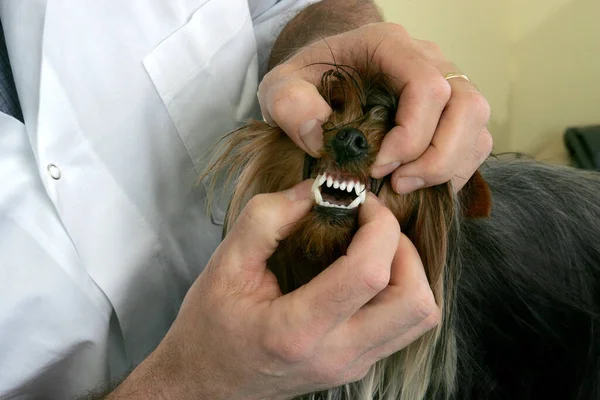 Yorkshire Terrier Com Veterinária Verificando Dentes — Fotografia de Stock