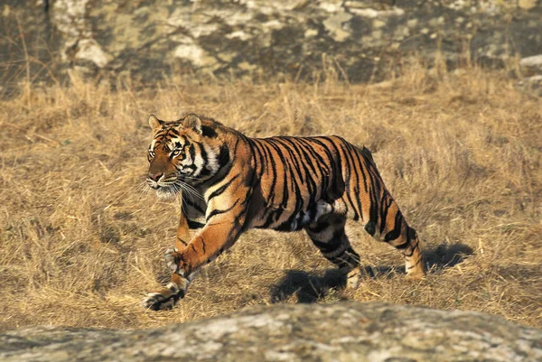 Bengal Kaplanı Panthera Tigris Tigris Yetişkin Koşan — Stok fotoğraf