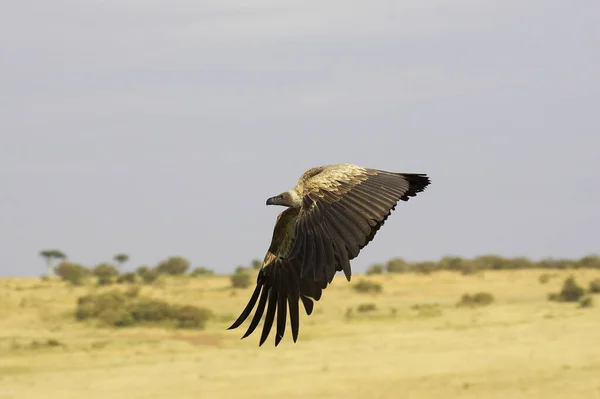 African White Backed Vulture Gyps Africanus Masai Mara Kenya — Stock Photo, Image