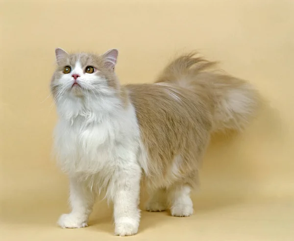 Grädde Och Vit Persisk Inhemska Katt — Stockfoto
