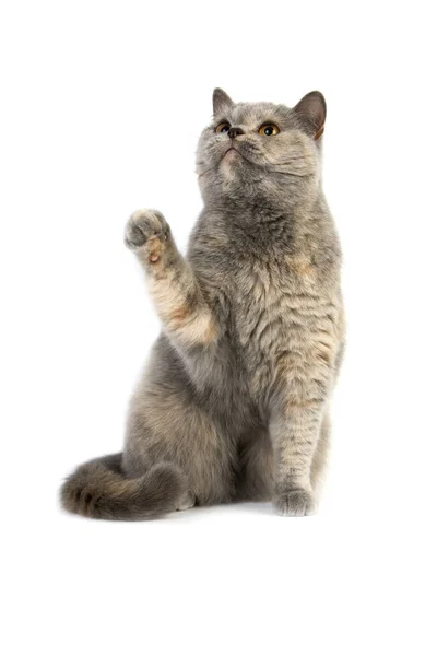 Blue Cream British Shorthair Domestic Cat Hembra Jugando Contra Fondo —  Fotos de Stock
