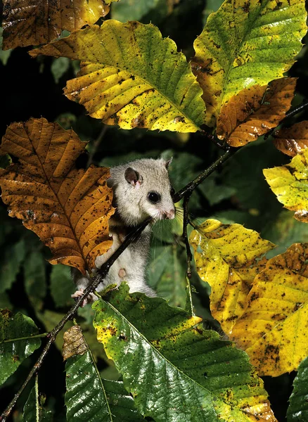 Dormitorio Comestible Glis Glis Adulto Normandía — Foto de Stock