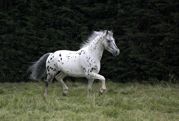 Appaloosa Horse Trotting Natural Background — стокове фото