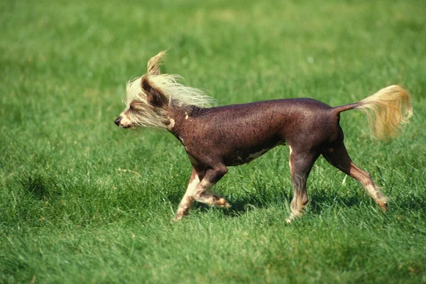 Cane Crested Cinese Piedi Erba — Foto Stock