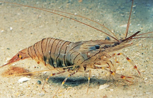 Common Prawn Palaemon Serratus — Stock Photo, Image