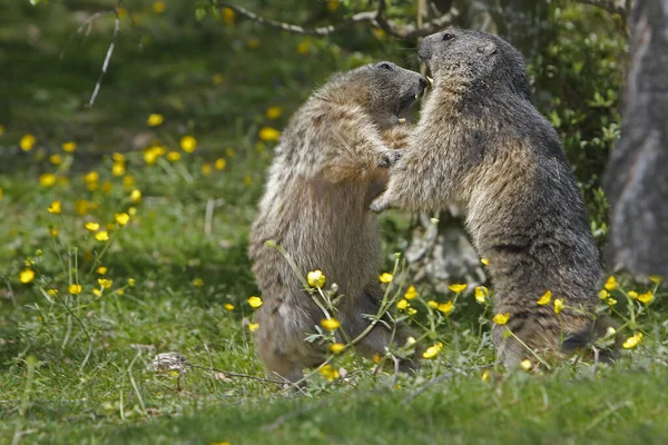 Alpine Marmot Marmota Marmota Hombres Lucha Francia — Foto de Stock