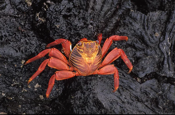 Sally Lightfoot Crab Grapsus Grapsus Adulto Rocks Ilhas Galápagos — Fotografia de Stock