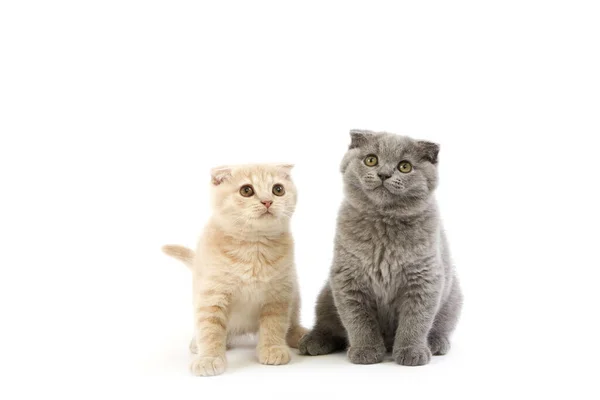 Months Old Scottish Fold Cream Blue Kittens — Stock Photo, Image