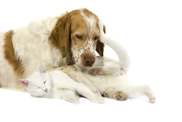 Κανέλα Χρώμα Γαλλική Spaniel Αρσενικό Σκυλί Και Άσπρο Οικόσιτο Γάτα — Φωτογραφία Αρχείου