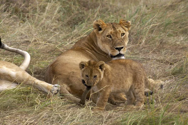 Αφρικανικό Λιοντάρι Πάνθηρα Leo Masai Mara Στην Κένυα — Φωτογραφία Αρχείου