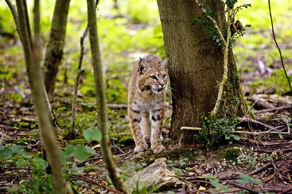 European Lynx Felis Lynx — Stock Photo, Image