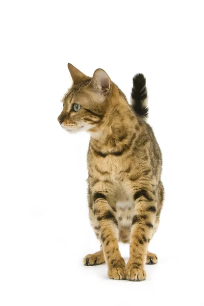 Brown Spotted Tabby Bengal Doméstico Cat — Fotografia de Stock