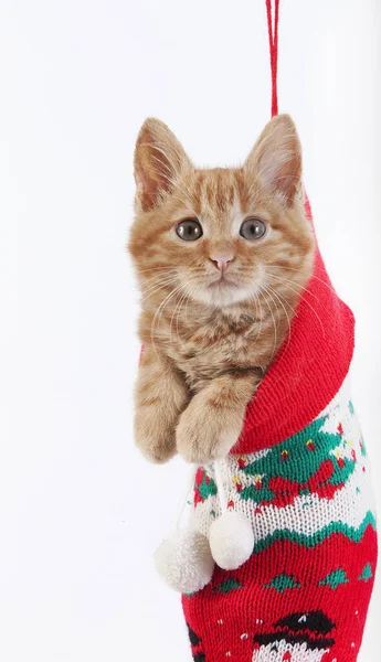 Chat Domestique Rouge Tabby Chaton Debout Dans Chaussette Noël — Photo