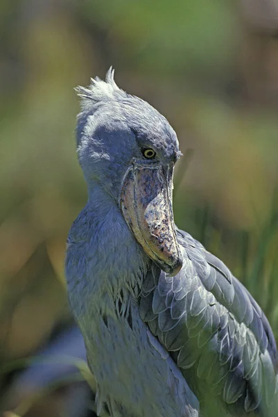 Cegonha Bico Sapato Cegonha Cabeça Baleia Balaeniceps Rex — Fotografia de Stock