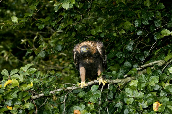 Golden Eagle Aquila Chrysaetos Adult Branch Üstünde Duruyor — Stok fotoğraf