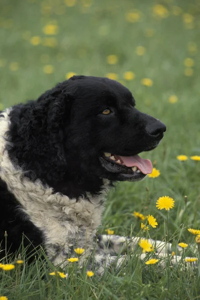 Frizya Köpeği Sarı Çiçeklerle Çimenlerde Yatıyor — Stok fotoğraf