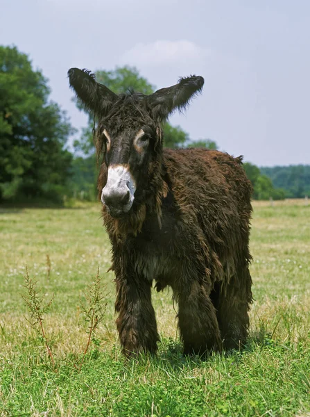 Poitou Domestic Donkey Vagy Baudet Poitou Egy Francia Fajta — Stock Fotó